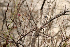 Spondias purpurea