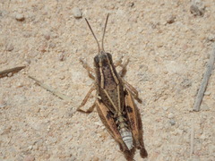 Phaulacridium crassum