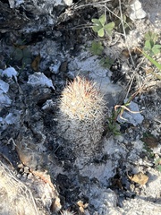 Escobaria emskoetteriana