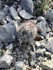 Escobaria emskoetteriana