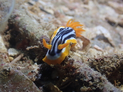 Chromodoris