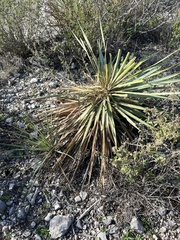 Yucca reverchonii