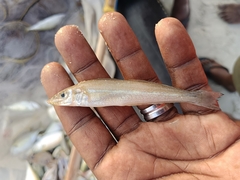 Sillago sihama