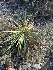 Yucca reverchonii