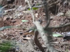 Muscicapa muttui