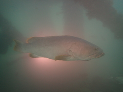 Epinephelus lanceolatus
