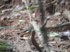 Muscicapa muttui