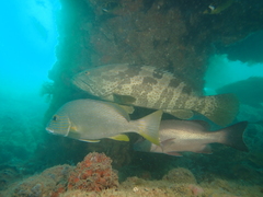 Epinephelus coioides