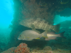 Plectorhinchus multivittatus