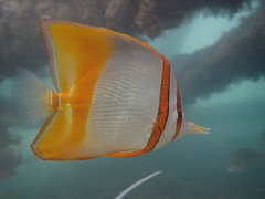 Chelmon marginalis