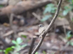 Muscicapa muttui