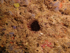 Echinostrephus