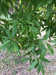 Lithocarpus hancei