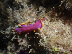 Pseudoceros ferrugineus