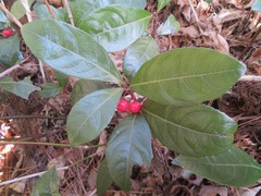 Ardisia japonica