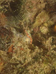 Goniobranchus setoensis