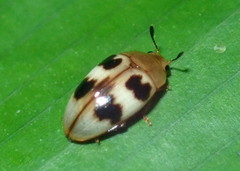 Mycotretus lepidus