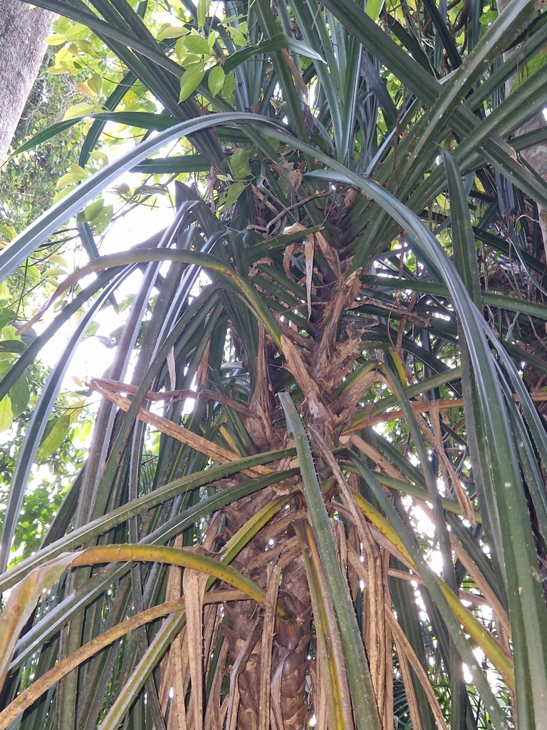 Pandanus unicornutus (Phuket Screwpine)