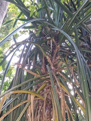 Pandanus tectorius