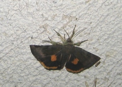 Noctua janthina