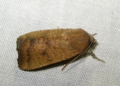 Noctua interjecta