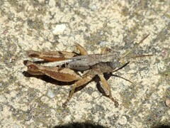 Phaulacridium crassum