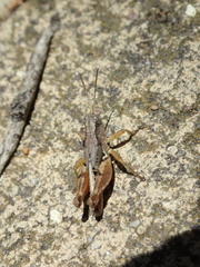 Phaulacridium crassum