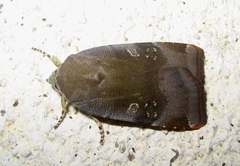 Noctua janthina