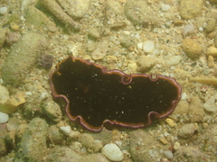 Pseudobiceros gloriosus