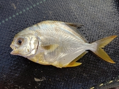 Trachinotus mookalee