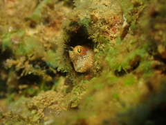 Mimoblennius atrocinctus