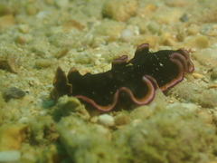 Pseudobiceros gloriosus