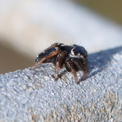 Zenodorus orbiculatus