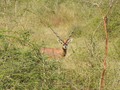 Antilope cervicapra