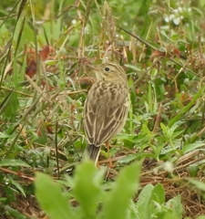Anthus godlewskii