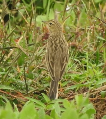 Anthus godlewskii