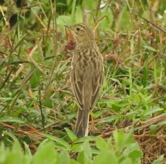 Anthus godlewskii