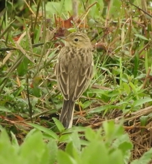 Anthus godlewskii