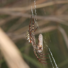 Argiope magnifica