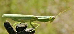 Orthodera
