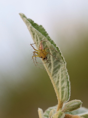 Oxyopes papuanus
