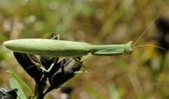 Orthodera