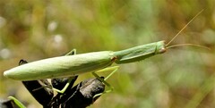 Orthodera