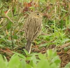 Anthus godlewskii