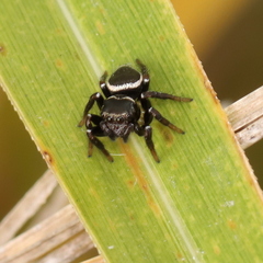 Zenodorus orbiculatus
