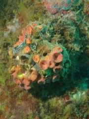 Tubastraea coccinea