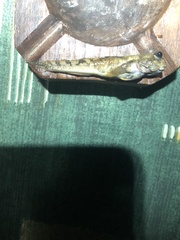 Periophthalmus argentilineatus