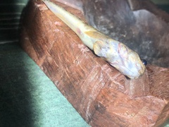 Periophthalmus argentilineatus