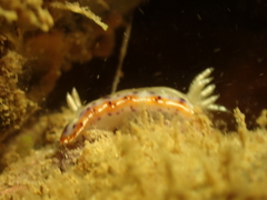 Goniobranchus setoensis