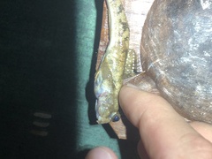 Periophthalmus argentilineatus